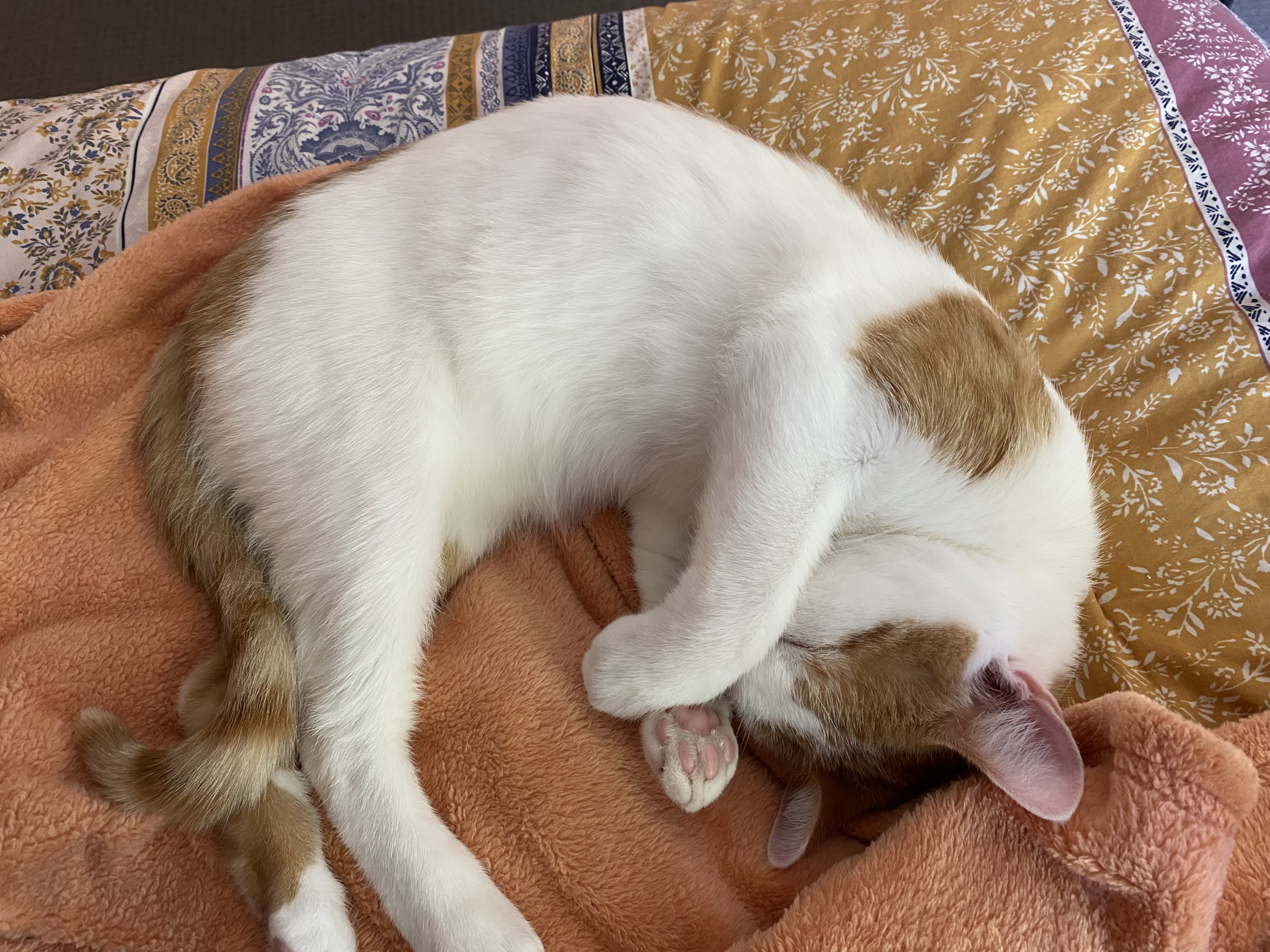 Pico Sleepy