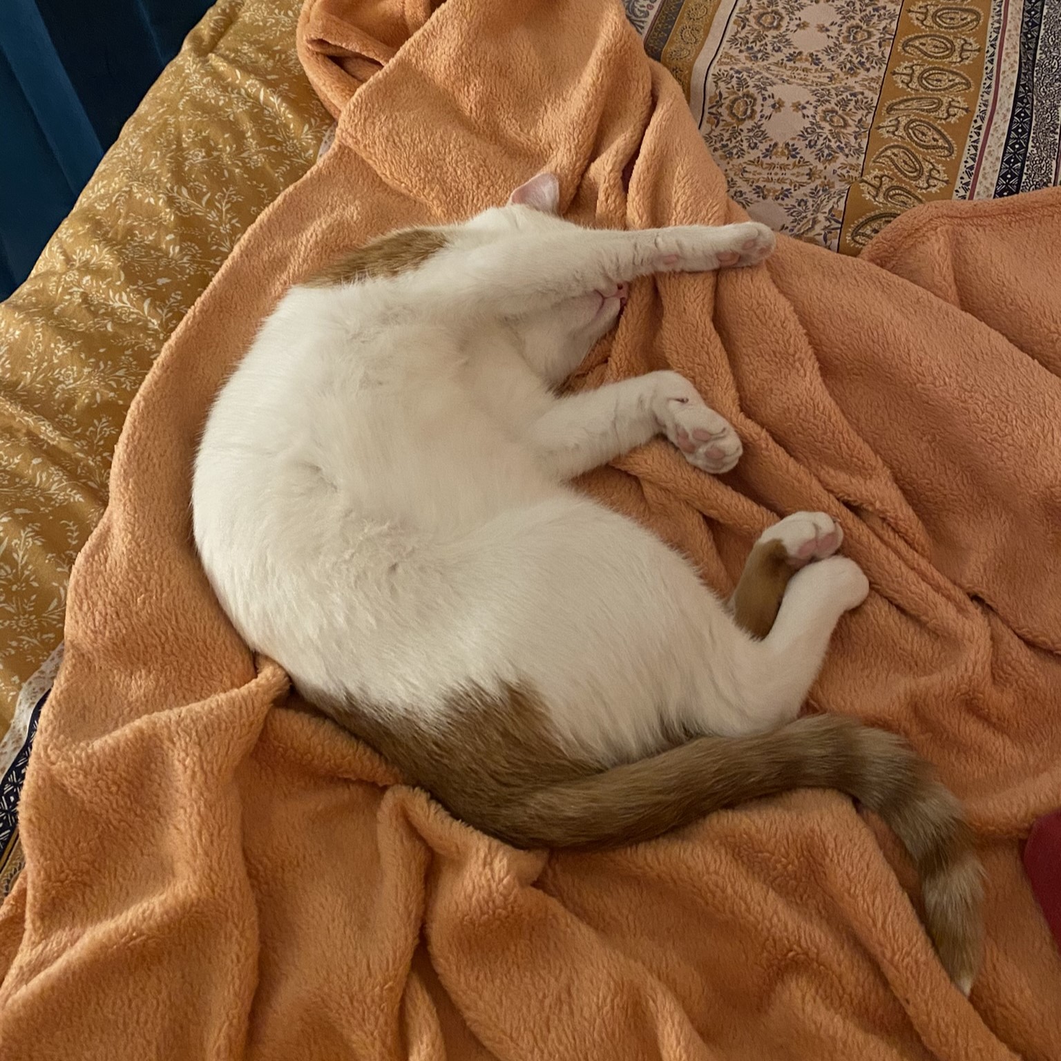 Pico Sleepy Again