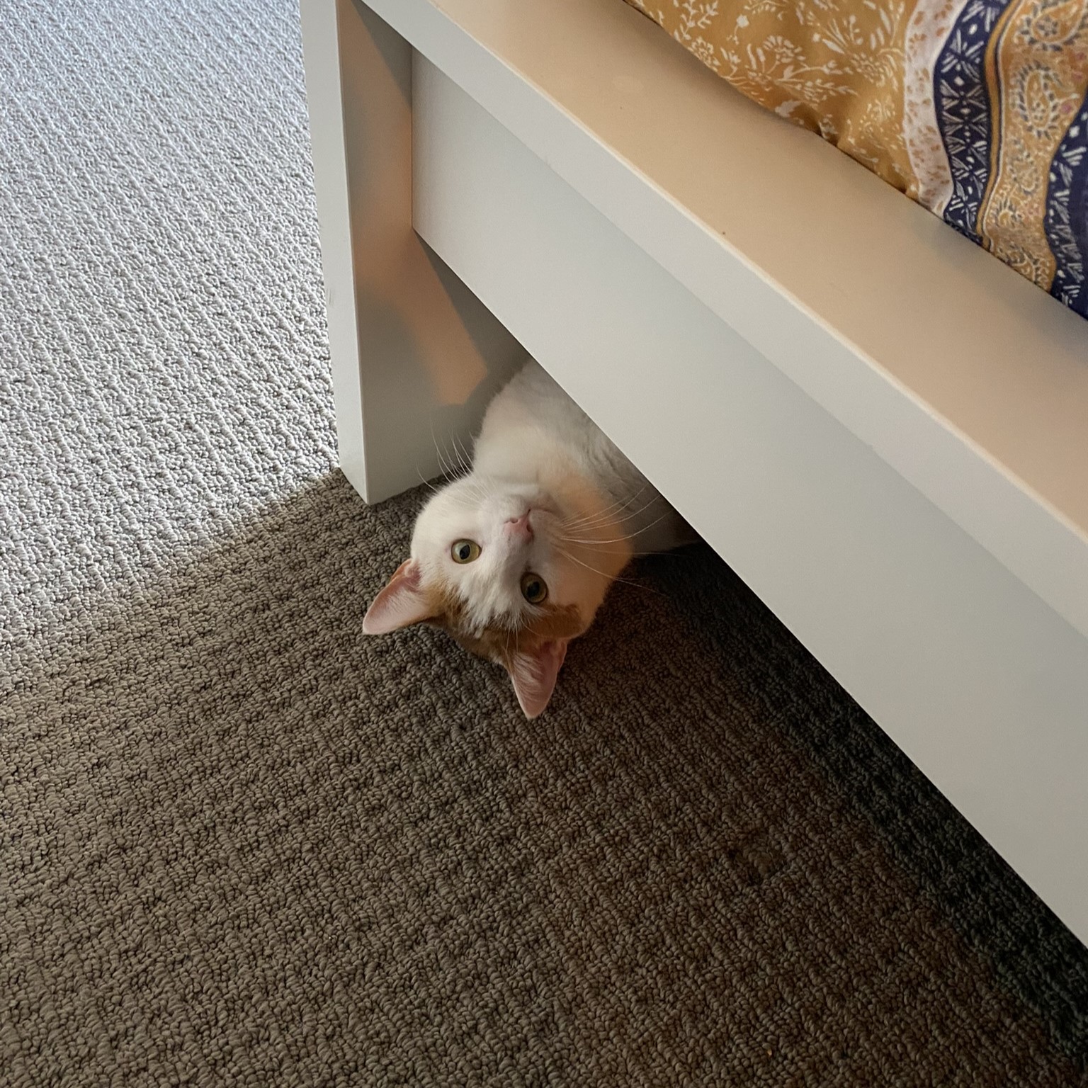 Pico Hide and Seek